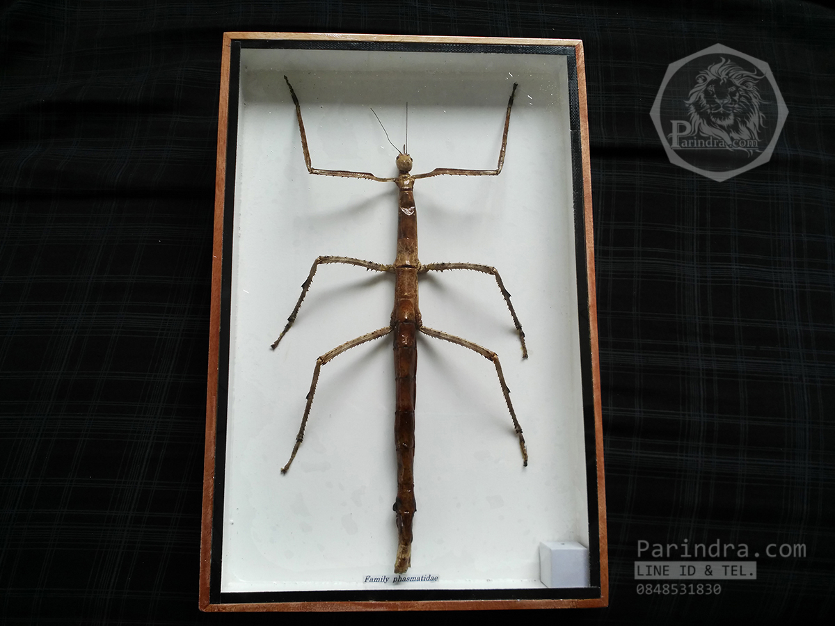 ตั๊กแตนกิ่งไม้ ( Tirachoidea westwoodi) ในกรอบไม้สีน้ำตาล สำหรับตั้งโชว์ ขนาด 8 x 12 นิ้ว