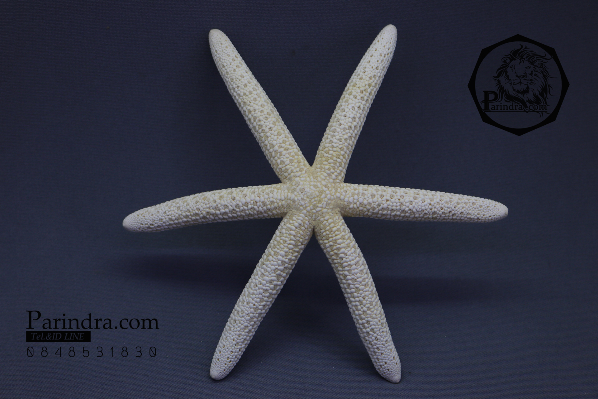 ปลาดาวแปลก มี 6 ขา หายากมาก ขนาด 6 นิ้ว สวยคัดพิเศษ RSF #003