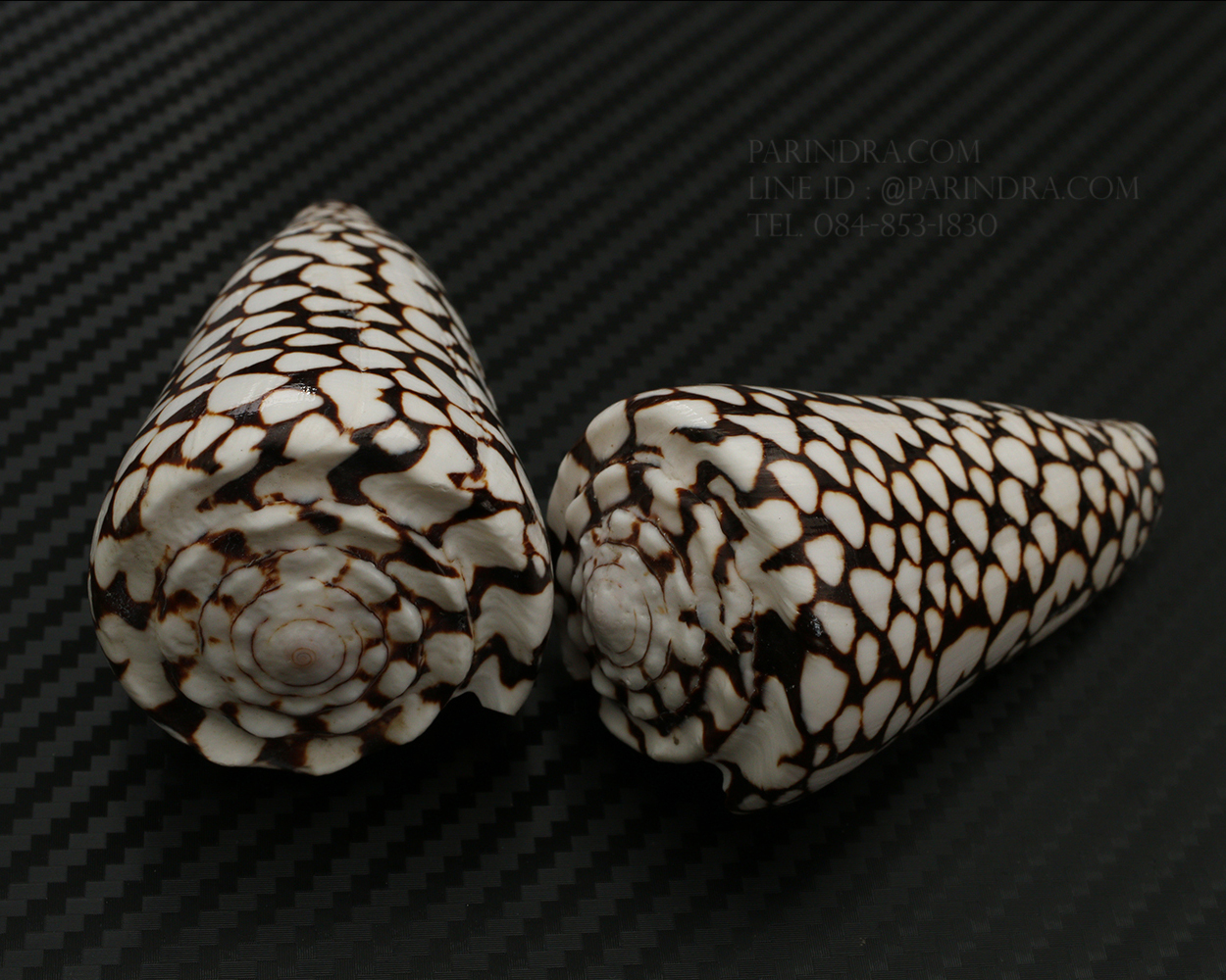 เปลือกหอยเต้าปูนลายจุด #Conus marmoreus ขนาดประมาณ 3 นิ้ว