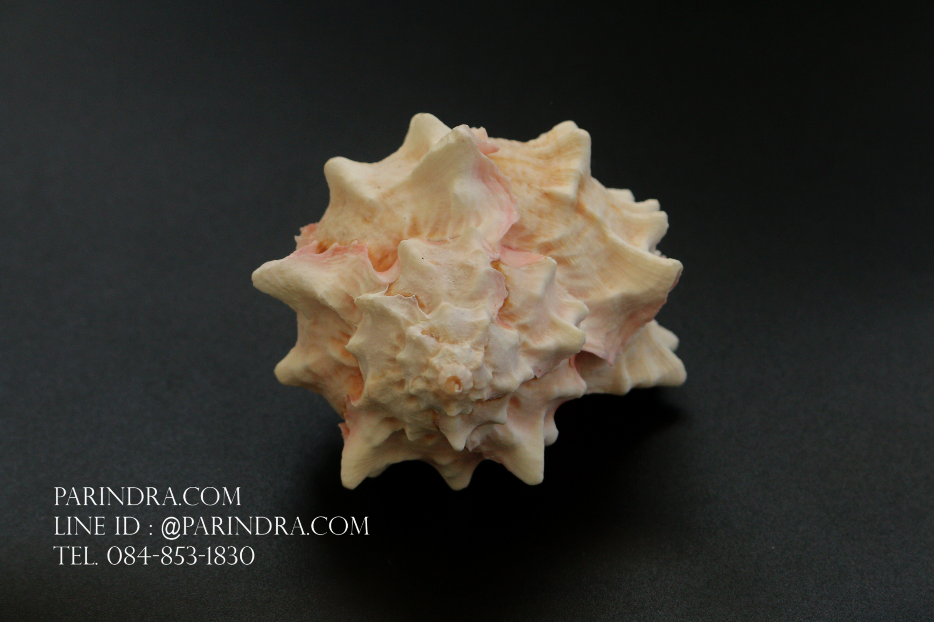 เปลือกหอยสังข์มะระชมพู สำหรับงานตกแต่ง