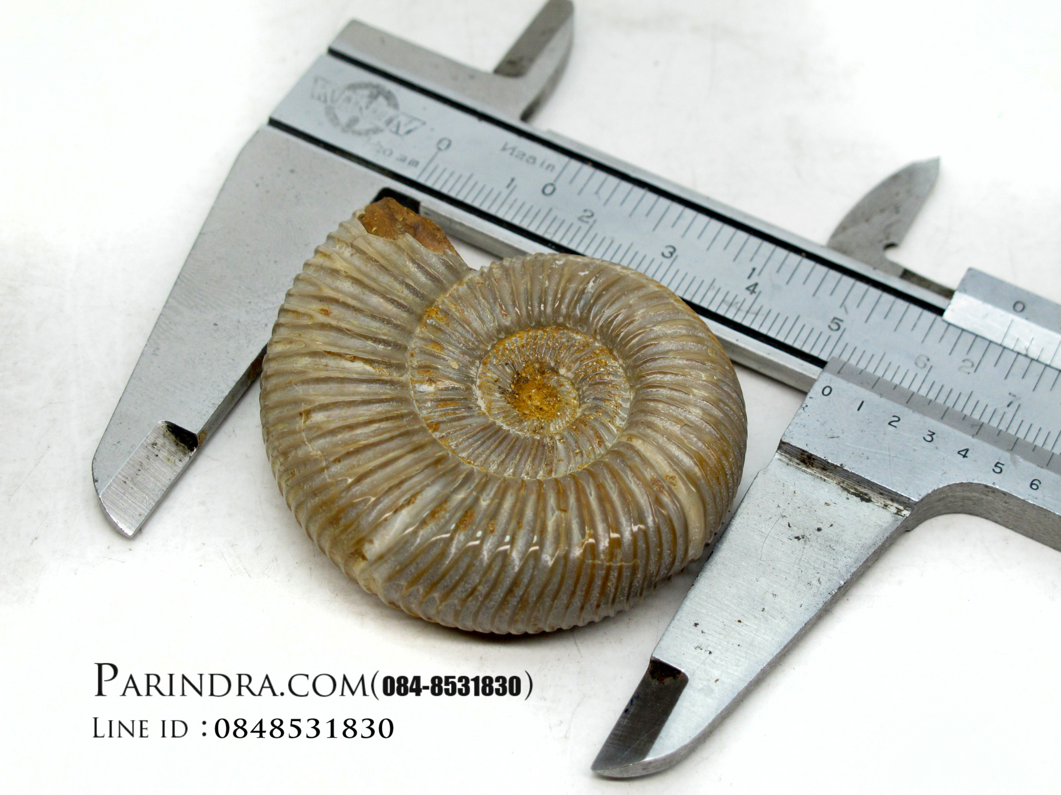 ฟอสซิลหอยแอมโมไนท์ (Perisphinctes virguloides) Fossil จากประเทศ Madagascar #AM010