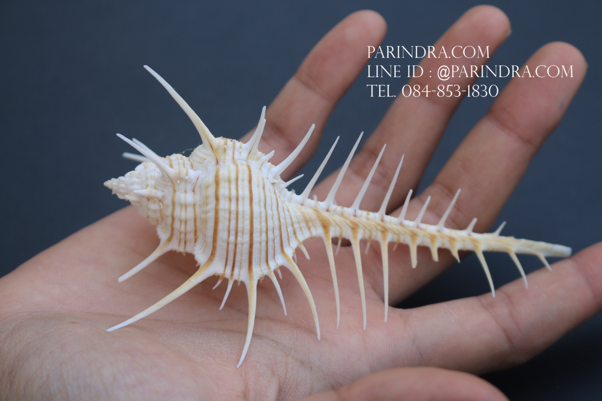 หอยสังข์หวี หอยสังข์หนาม (Murex pecten) ขนาด นิ้ว #MUREX001