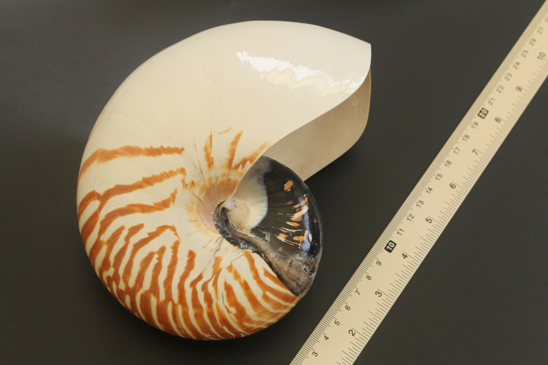 เปลือกหอยงวงช้าง นอติลุส Nautilus pompilus ขนาด 7 นิ้ว #004