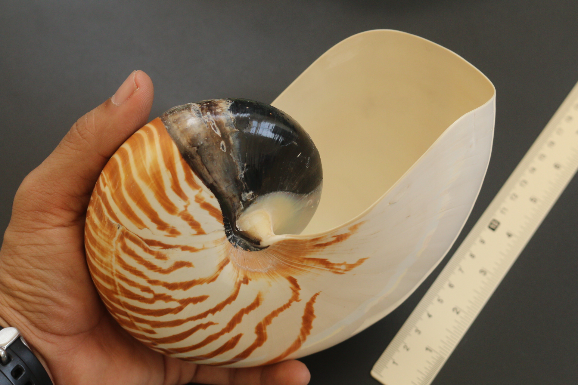 เปลือกหอยงวงช้าง นอติลุส Nautilus pompilus ขนาด 7 นิ้ว #004