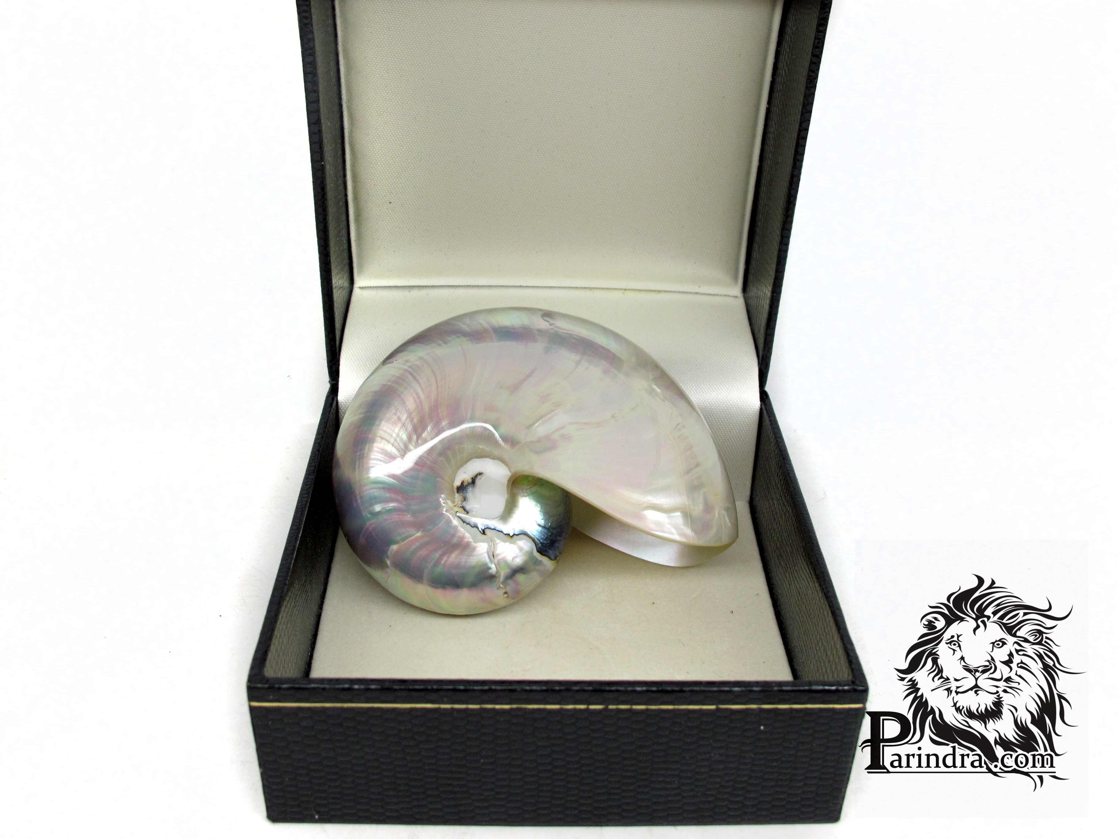 ขายเปลือกหอยงวงช้าง นอติลุส ขนาดเล็ก Nautilus Pompilus หอยหายาก (ขัดแล้ว) เหลือบสีรุ้ง