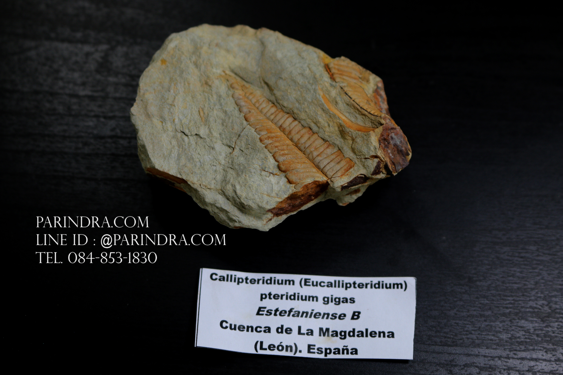 ฟอสซิลเฟิร์น ชนิด Callipteridium gigas จาก SPAIN #FRN007
