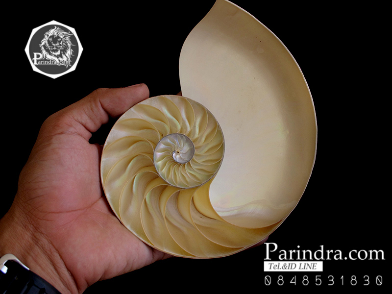 ขายเปลือกหอยงวงช้าง นอติลุสแบบผ่าซีก Nautilus Pompilus หอยหายาก
