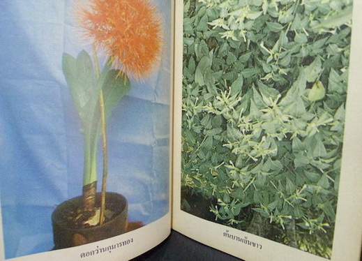 อภินิหารว่านศักดิ์สิทธิ์ : ค้นคว้าและเรียบเรียง โดย เชษฐา พยากรณ์