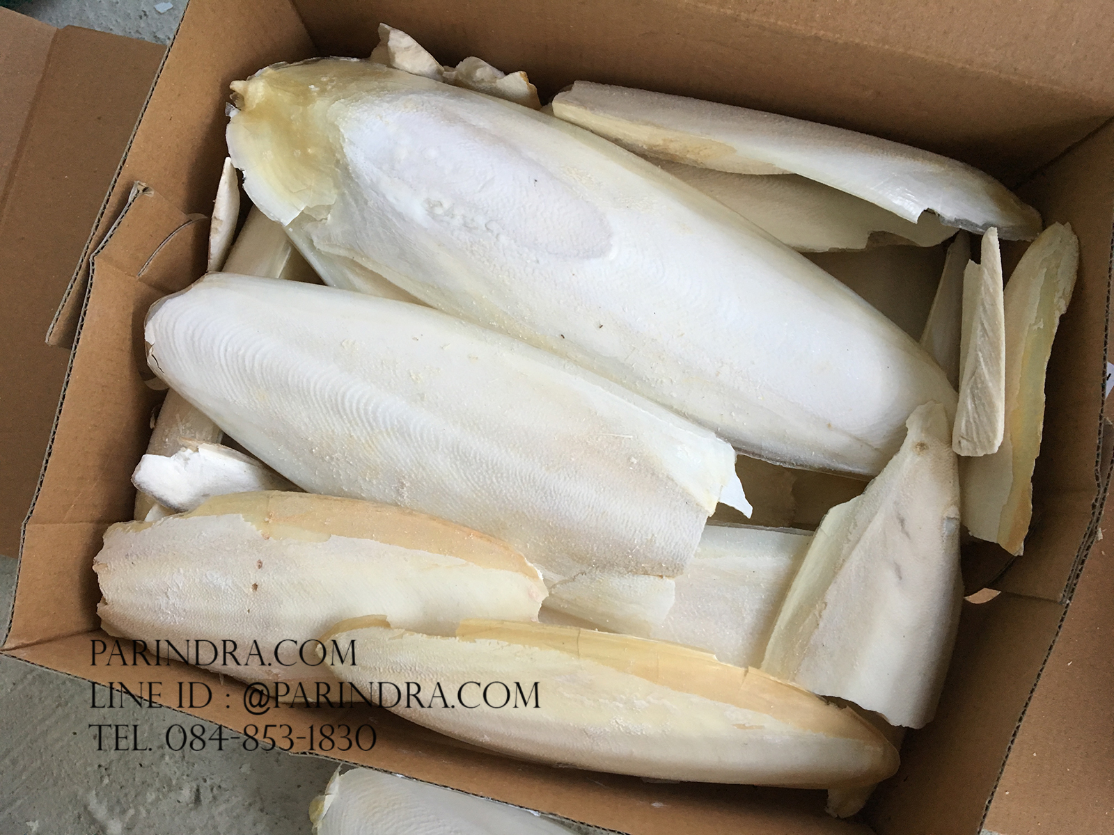 ลิ้นทะเลหรือกระดองปลาหมึกยักษ์ ขนาดใหญ่ (ถุง 1 กิโลกรัม)