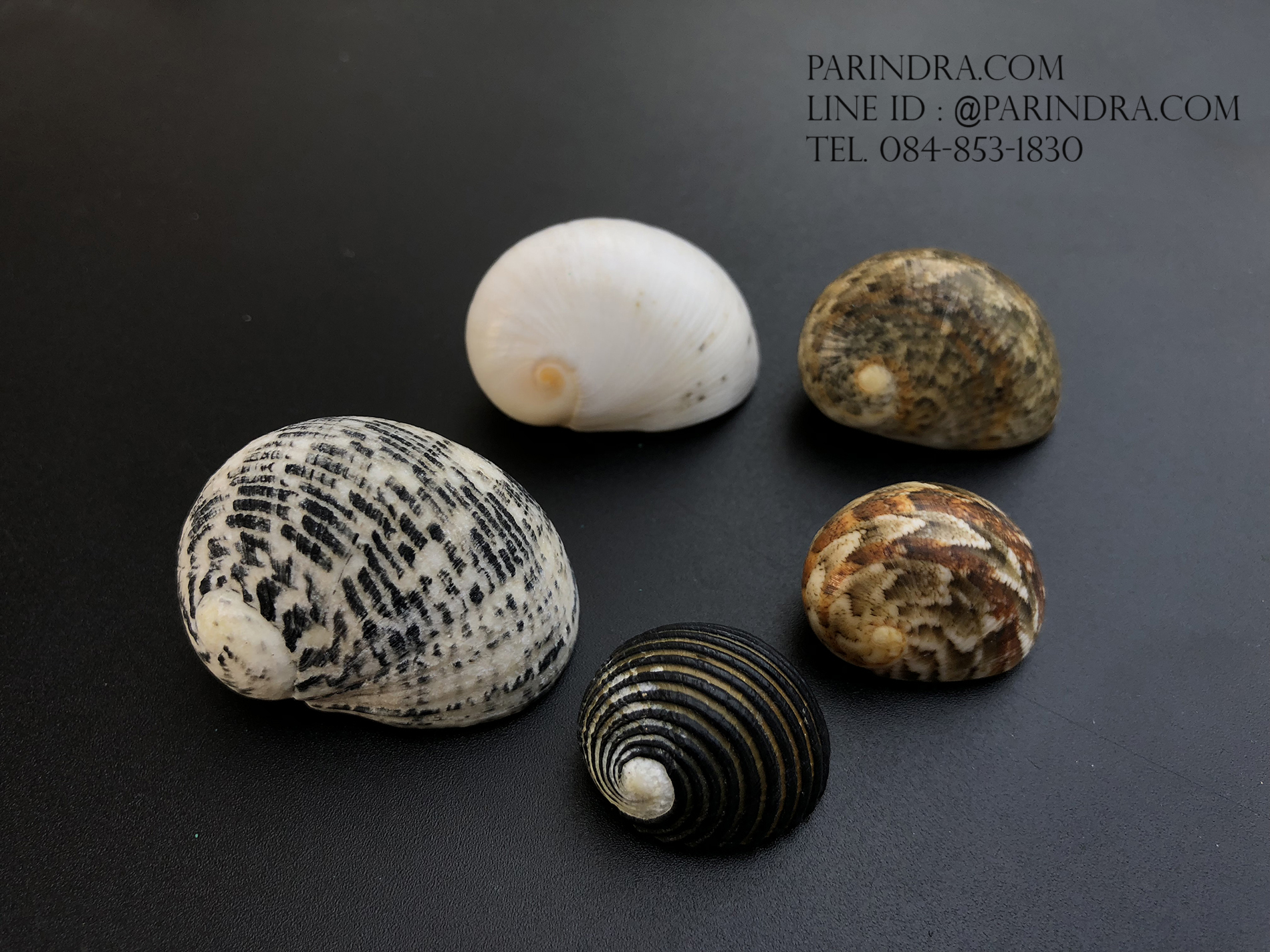 เซ็ตเปลือกหอยน้ำพริก หอยนกหวีด Nerita sp. เป่ามีเสียง สีสวย Set 1