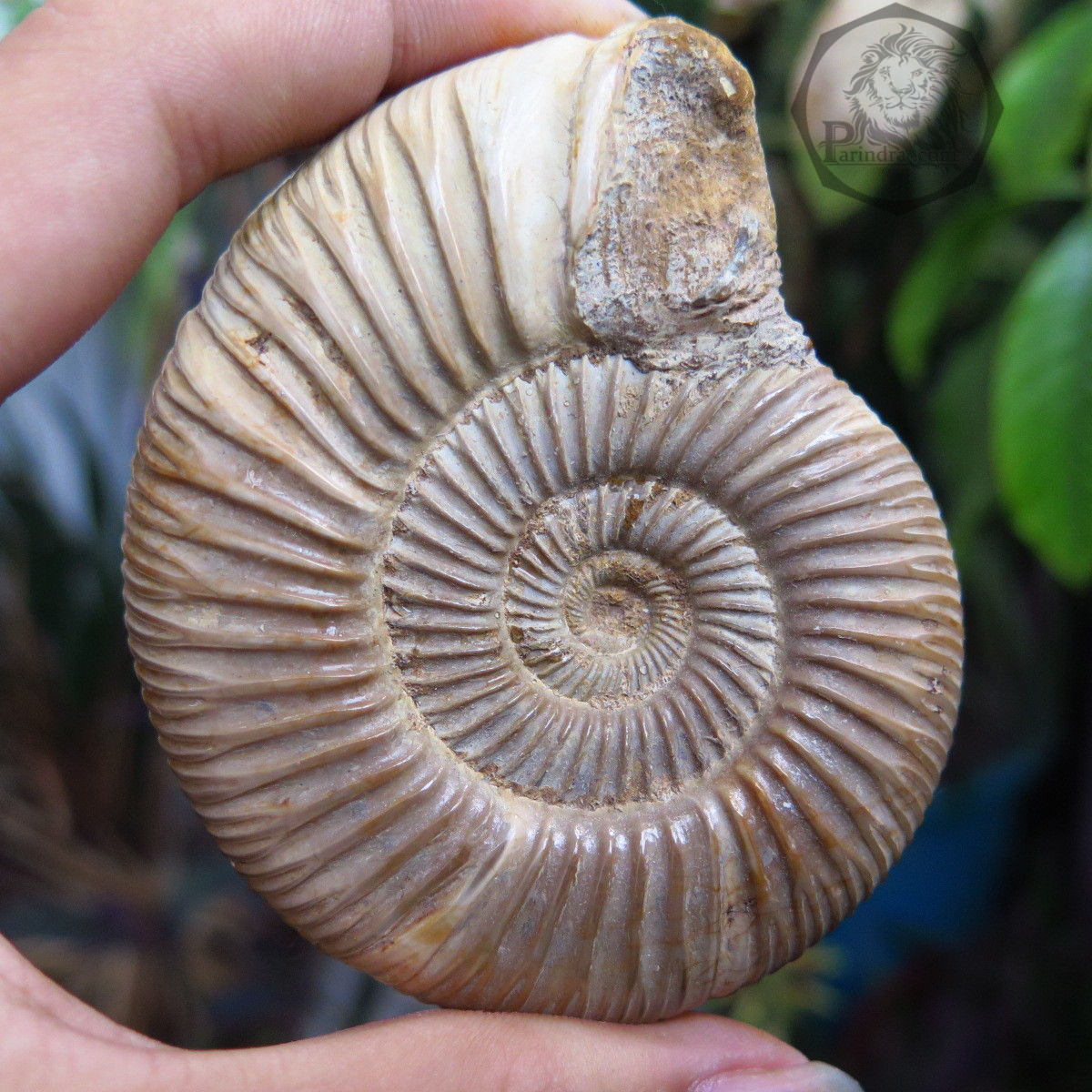 ฟอสซิลหอยแอมโมไนท์ (Perisphinctes virguloides) Fossil จากประเทศ Madagascar #AM011