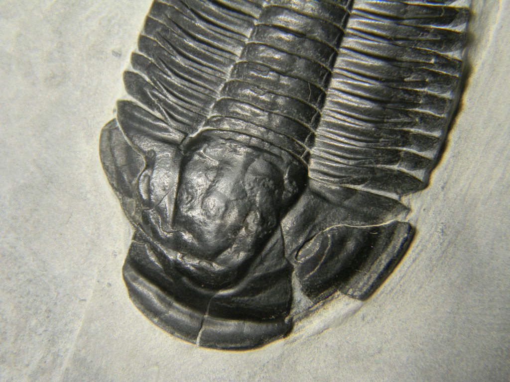 ฟอสซิล Trilobite จากรัฐ Utah USA #TLB001