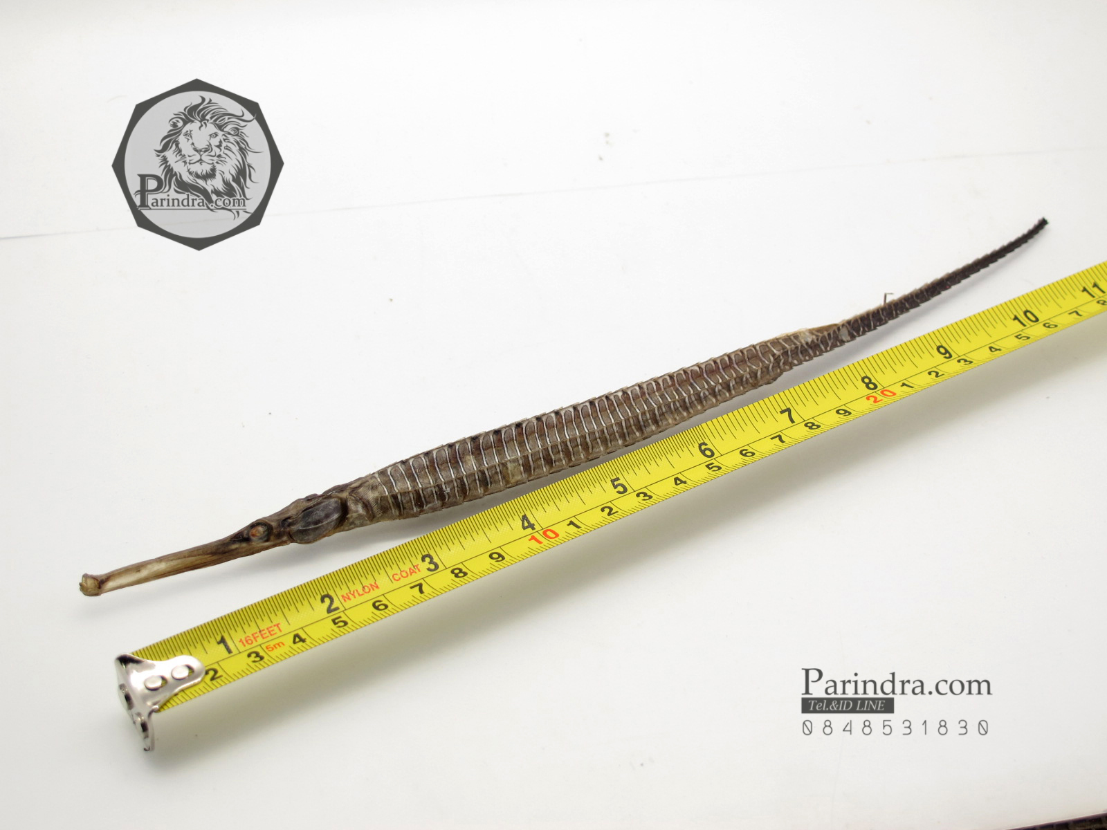 ปลาจิ้มฟันจรเข้ตากแห้งสนิท สำหรับเป็นของที่ระลึกหรือพวงกุญแจ #FPF000