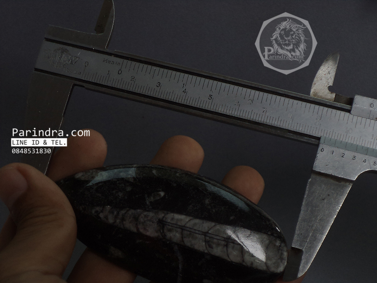 ฟอสซิล Nautiloid ออโทเซอรัส (Orthoceras sp.) - จาก Morocco #OT003