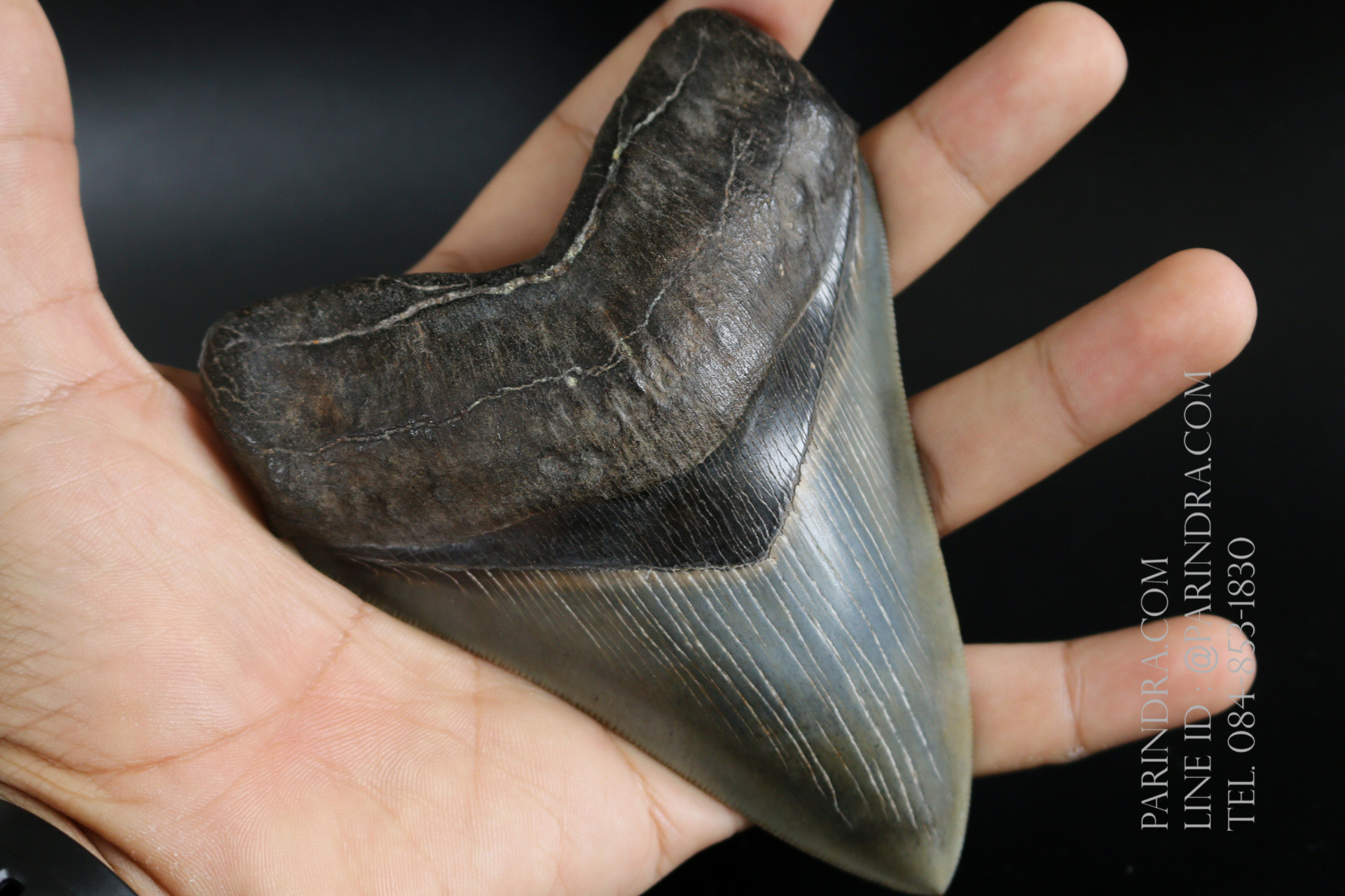 ฟันฉลามยักษ์เมกาโลดอน Megalodon 4.9" เกรด A ระดับโชว์ในพิพิธภัณฑ์ #MGT007