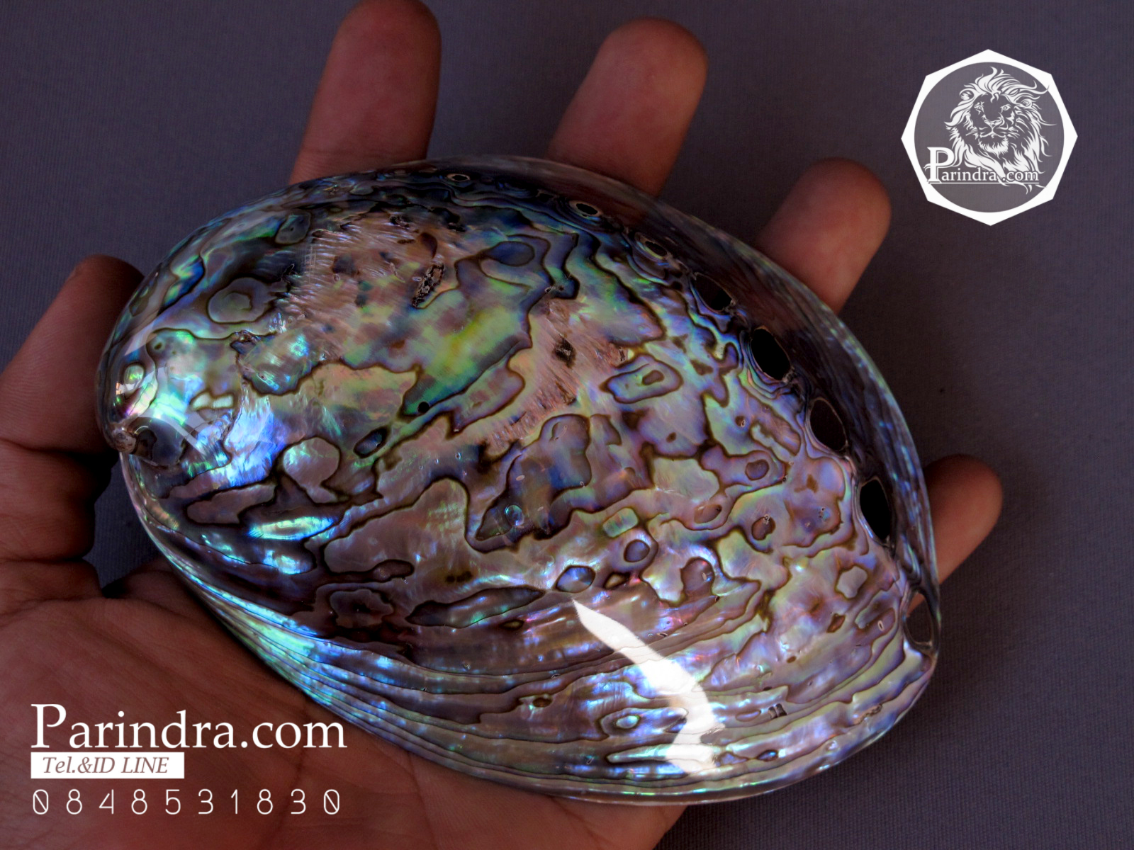 เปลือกหอยเป๋าฮื้อแท้ (Abalone) ขัด สีปีกแมลงทับ ขนาดใหญ่ HA001