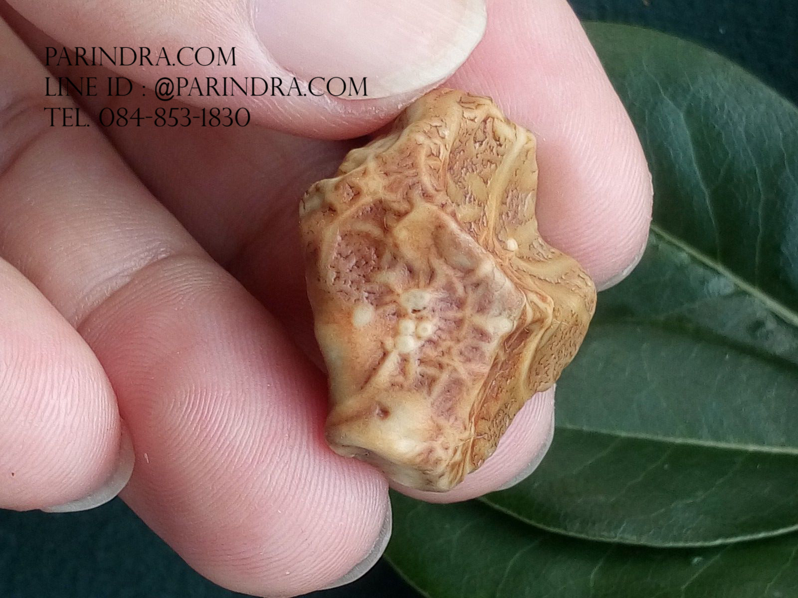 หินรูปทรงประหลาดจากทะเลทรายโกบี GOBI Fish Roe Stone #GOBI008