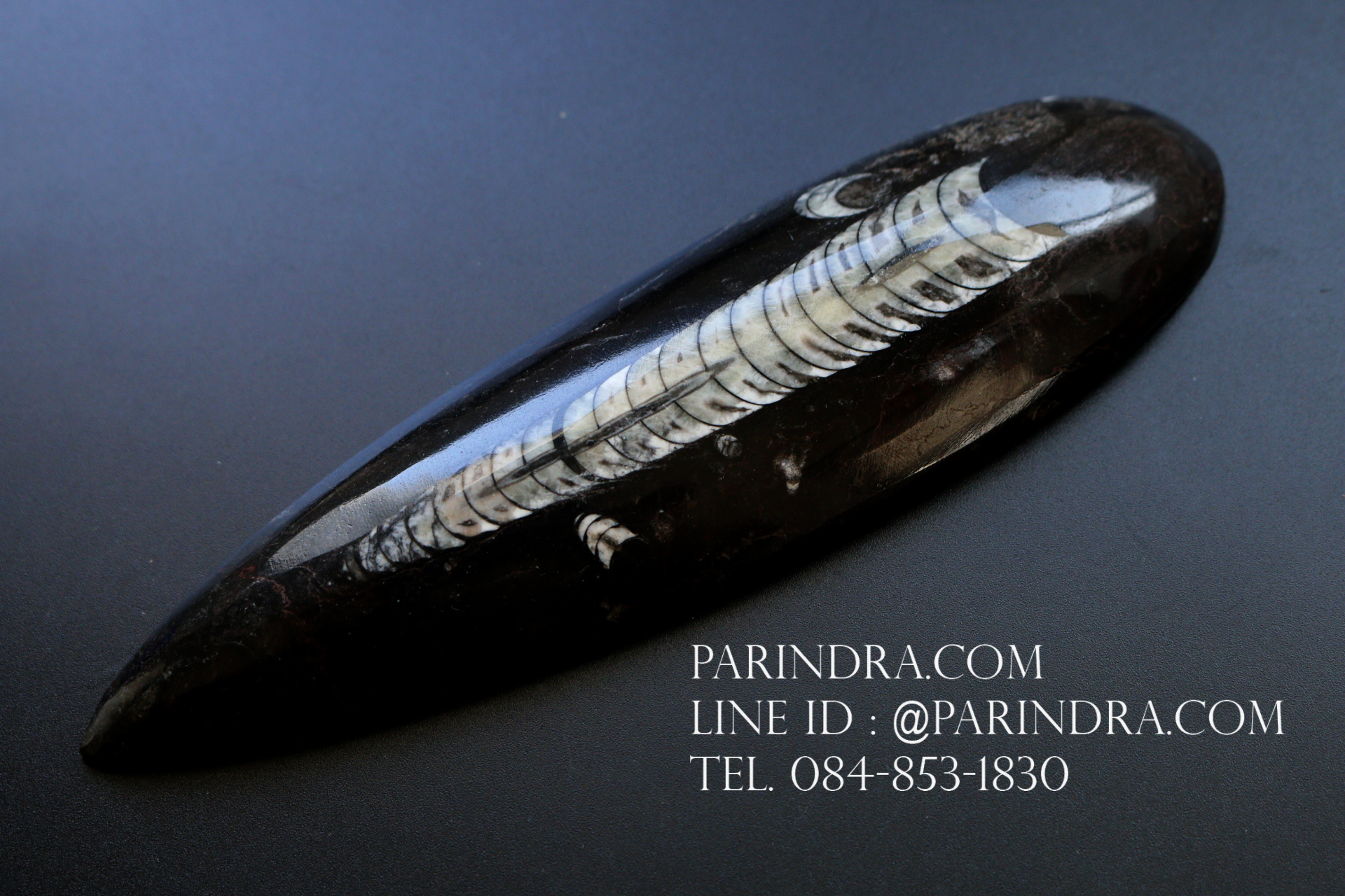 ฟอสซิล Nautiloid ออโทเซอรัส (Orthoceras sp.) - จาก Morocco #OT004