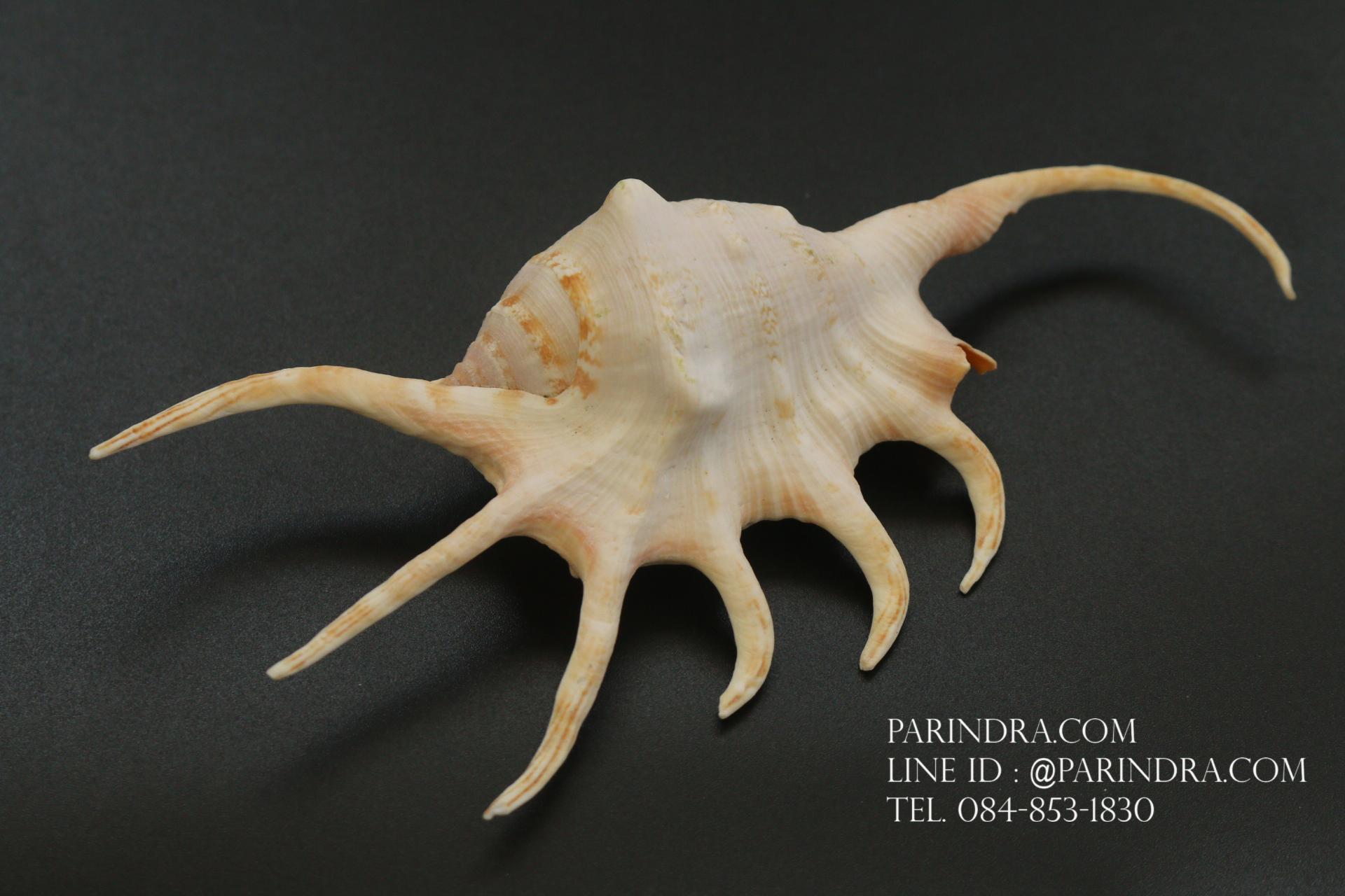 ขายเปลือกหอยจักรนารายณ์ LAMBIS CROCATA สภาพสมบูรณ์ #LC003