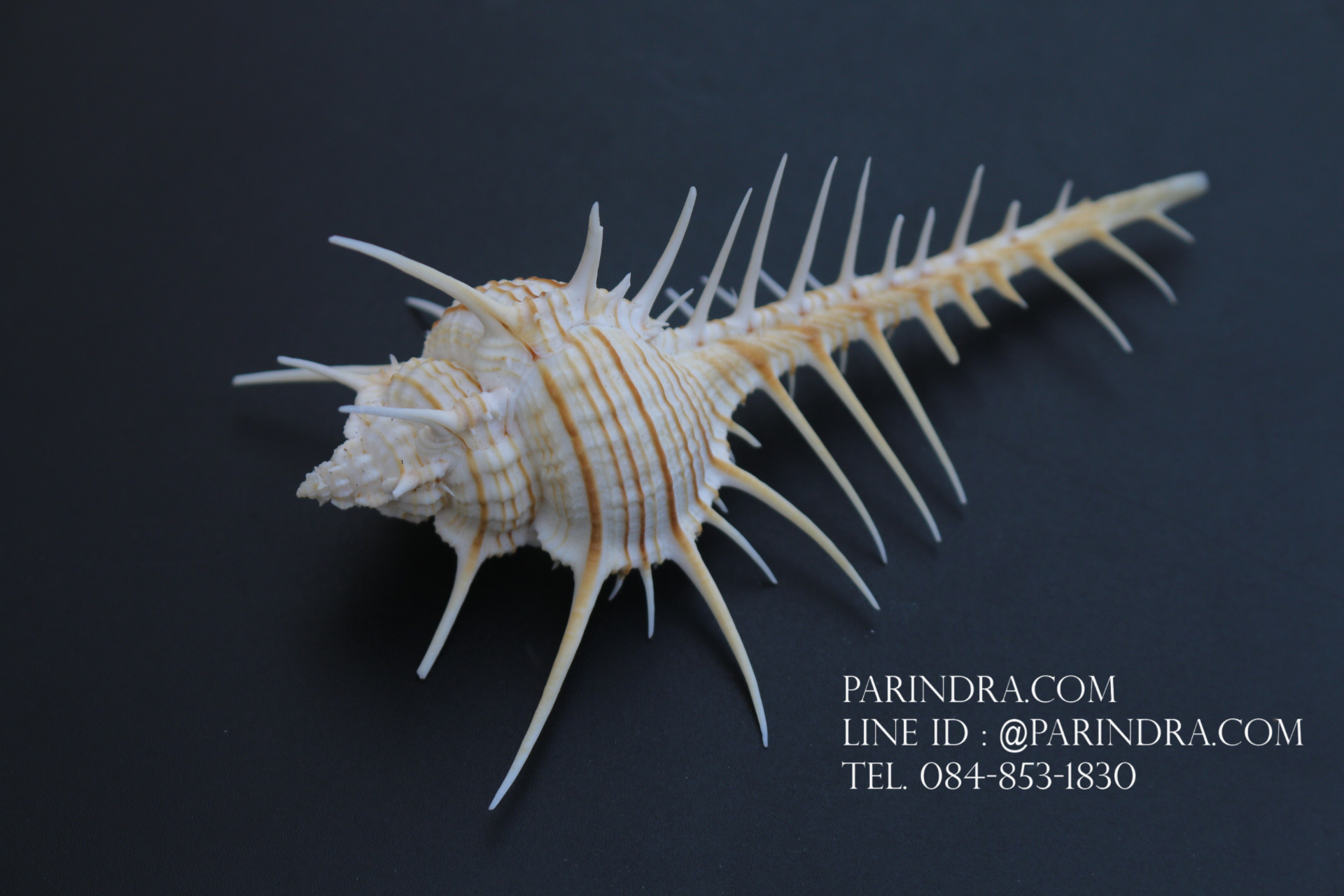 หอยสังข์หวี หอยสังข์หนาม (Murex pecten) ขนาด นิ้ว #MUREX001