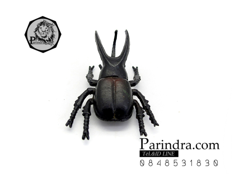 โมเดลด้วง