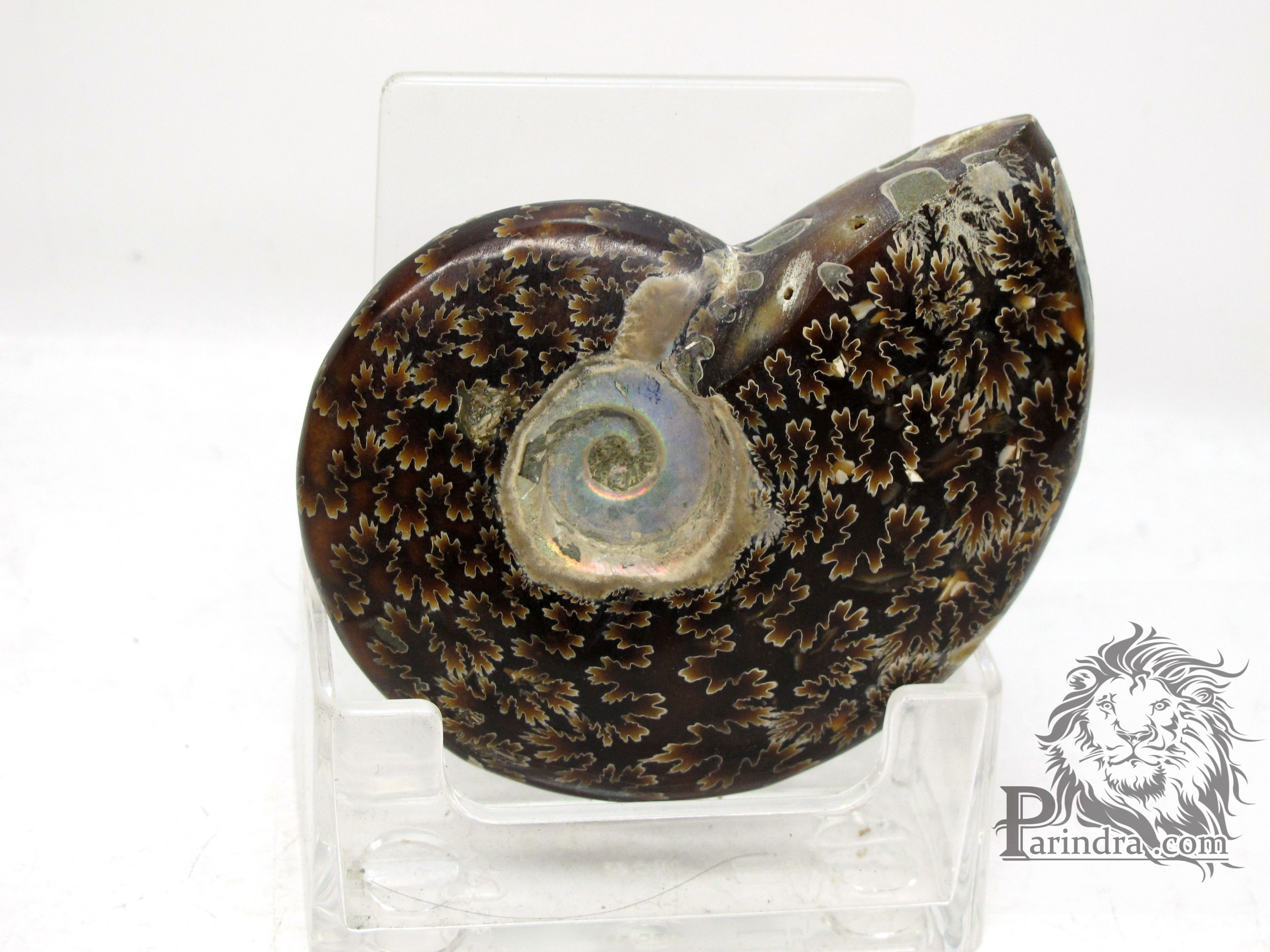 ฟอสซิล Ammonite (Cleoniceras besairiei) Fossil M4 คัดสวยพิเศษ