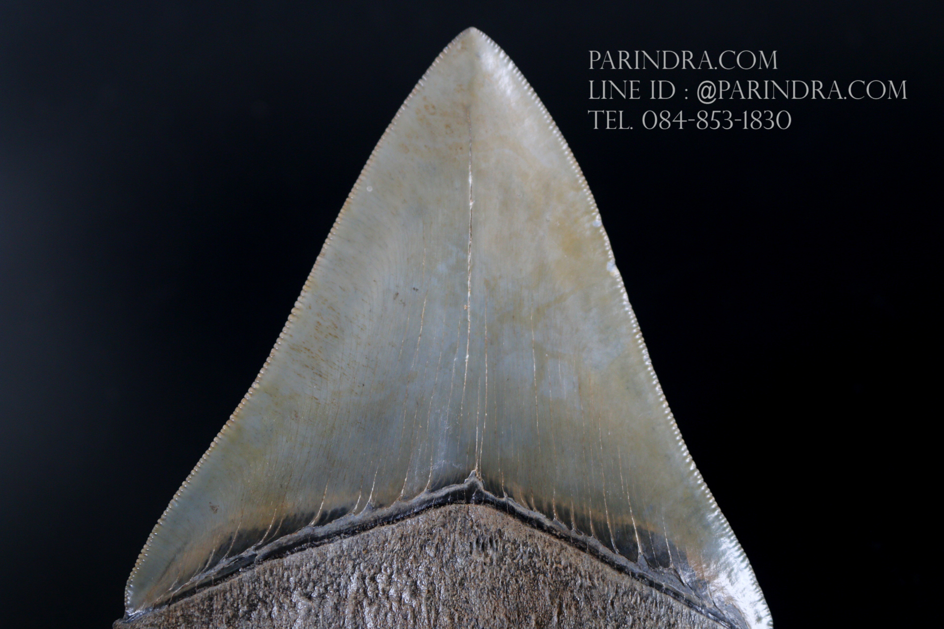 ฟันฉลามยักษ์เมกาโลดอน Megalodon 4.9" เกรด A ระดับโชว์ในพิพิธภัณฑ์ #MGT007