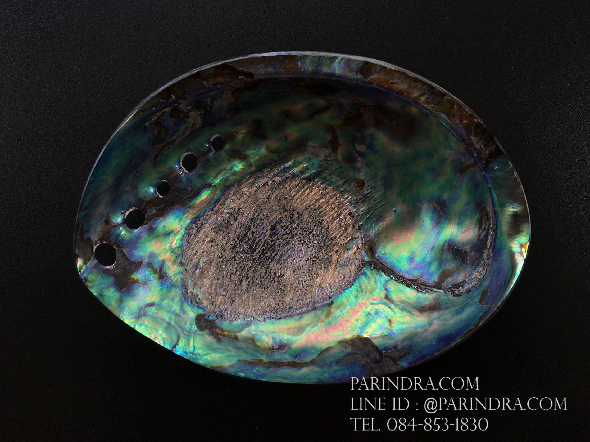 เปลือกหอยเป๋าฮื้อแท้ (Abalone) นิวซีแลนด์ ขัด สีปีกแมลงทับ #HA006