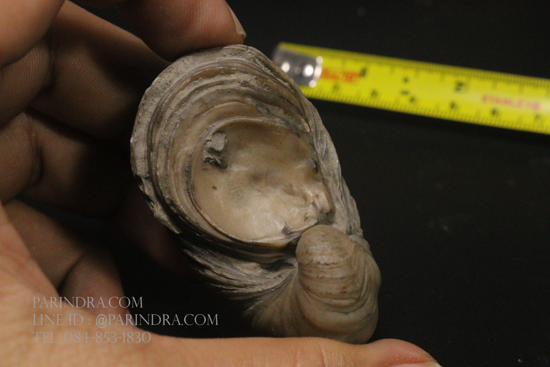 ฟอสซิลหอยนางรมโบราณ ชนิด Gryphaea arcuata จาก England #GRY001