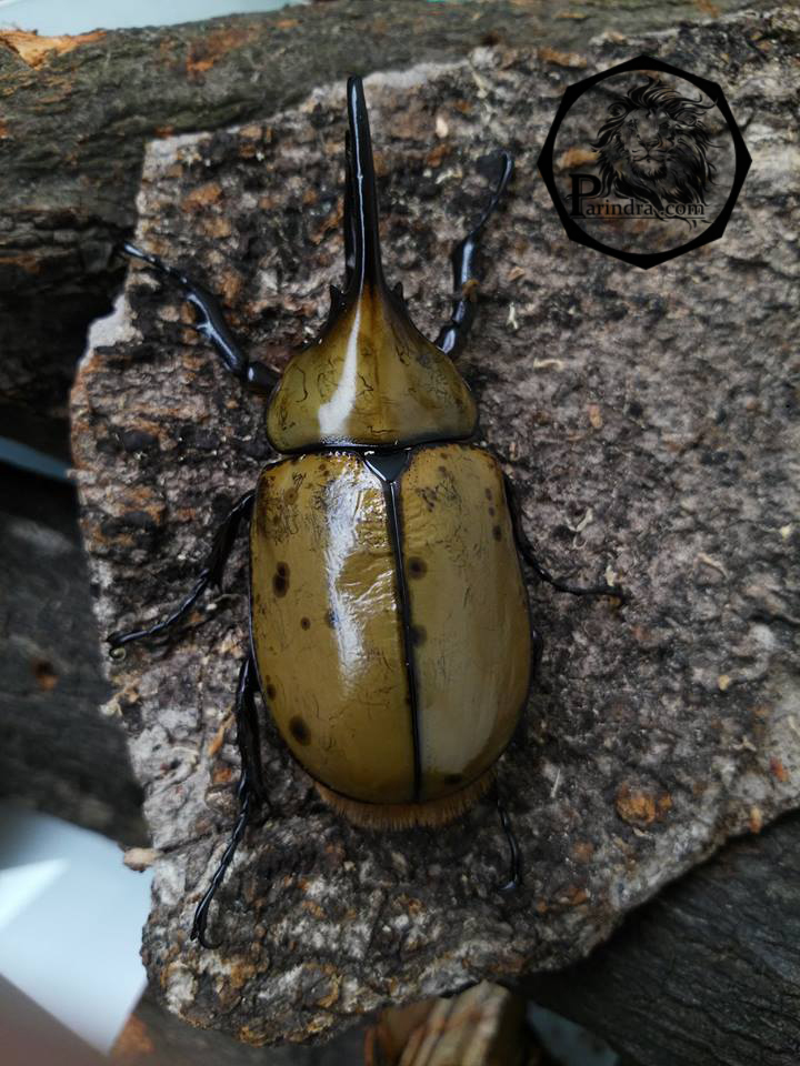 ด้วงกว่างตัวเต็มวัย Dynastes Hyllus hyllus (CBF1) ตัวผู้และตัวเมีย