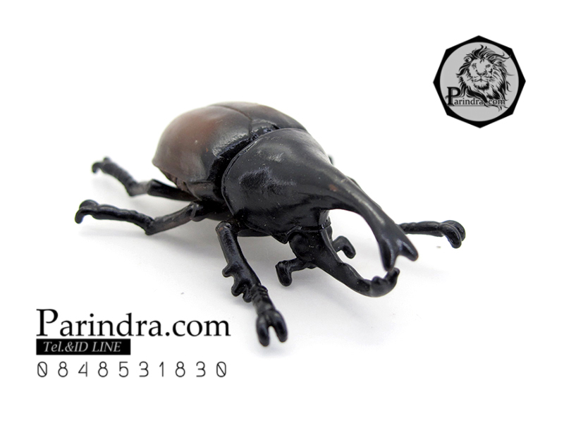 โมเดลด้วง