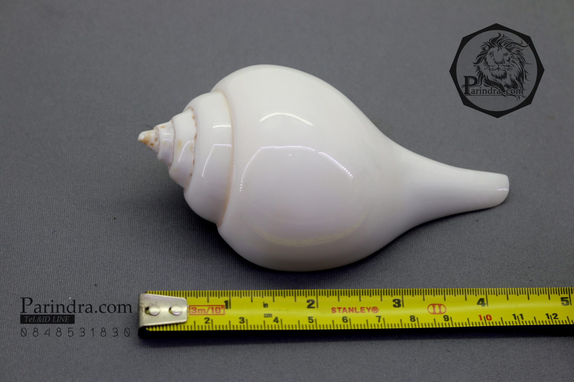 ขายหอยสังข์อินเดีย หอยสังข์เป่า หอยสังข์รดน้ำ (Turbinella pyrum) ขนาด 4.5 นิ้ว #TUP000