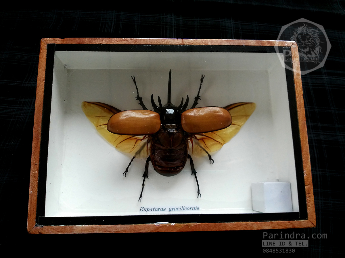 ด้วงกว่างห้าเขา กว่างซางเหนือ ( Eupatorus gracilicornis Arrow ) แบบกางปีก สำหรับตั้งโชว์ ขนาด 5x7 นิ้ว