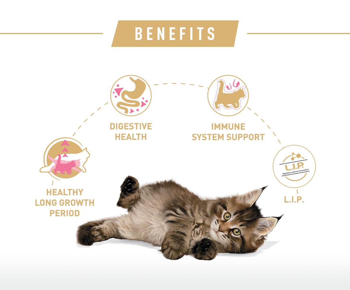 Royal Canin อาหารแมว โรยัล คานิน Kitten Mainecoon 36 สำหรับ ลูกแมว สายพันธุ์แมนคูน กระสอบ 10kg