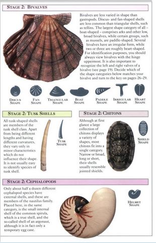 หนังสือคู่มือการสะสมเปลือกหอยของ Smithsonian Handbooks: Shells (หนังสือใหม่ มือ 1)