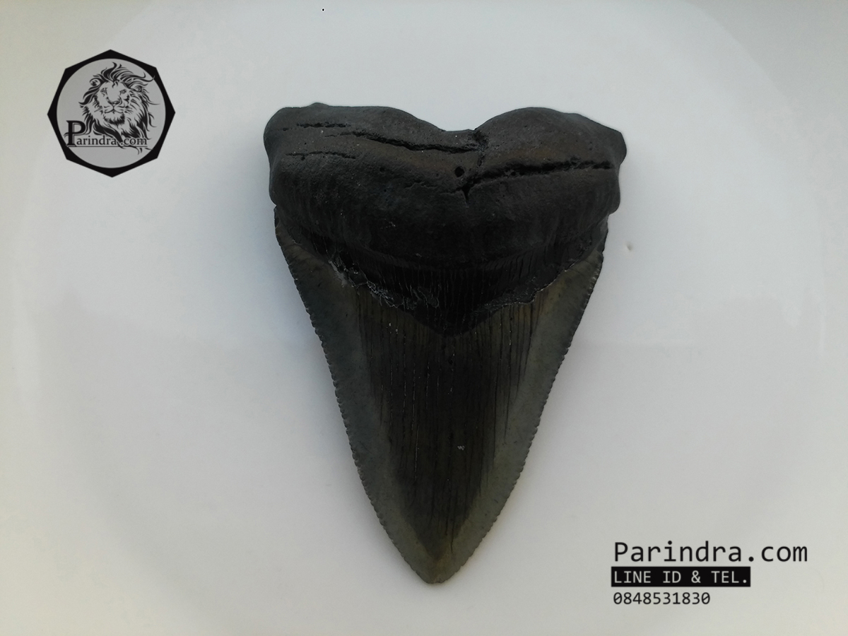 ฟันฉลามยักษ์เมกกาโลดอน Megalodon จาก South Carolina USA ขนาด 3 1/8 นิ้ว #MGT002