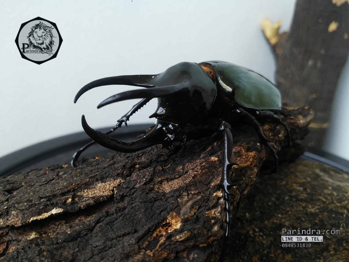 ด้วงกว่างตัวเต็มวัย Chalcosoma atlas (WD) ตัวป่าพม่าขนาด 85 mm.