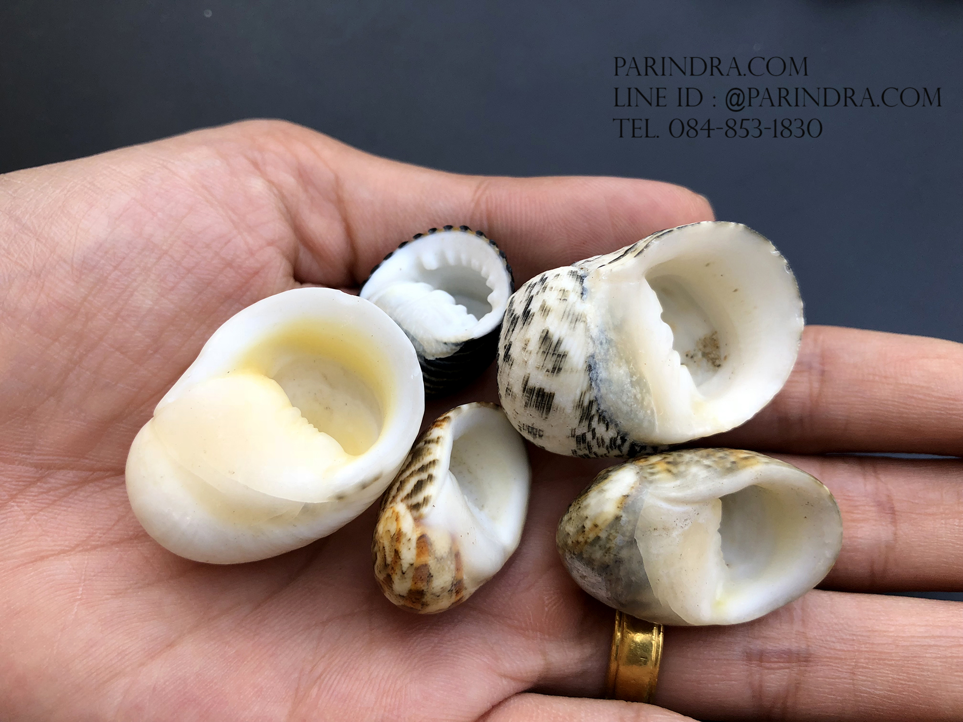 เซ็ตเปลือกหอยน้ำพริก หอยนกหวีด Nerita sp. เป่ามีเสียง สีสวย Set 1