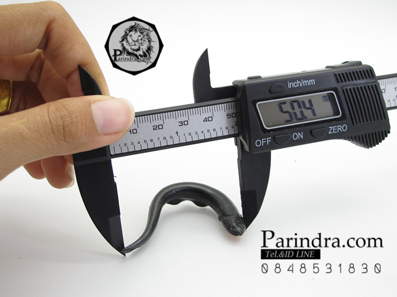 โมเดลปลาไหลจิ๋ว