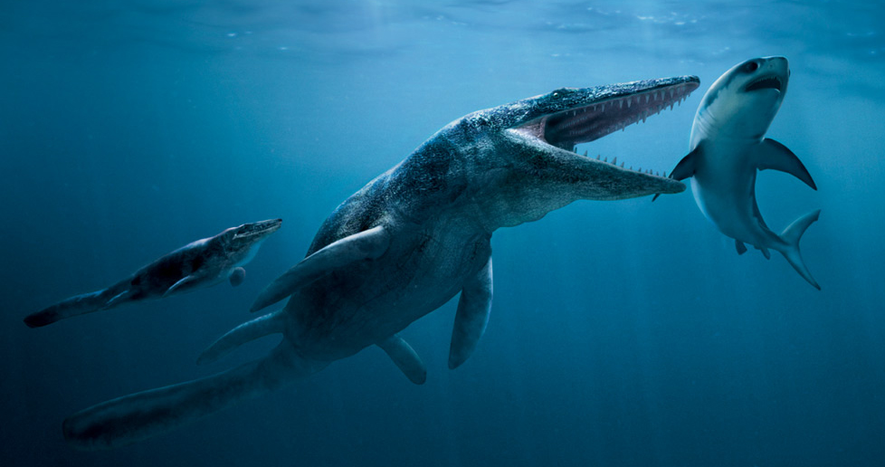 ฟันมีโซซอร์ Mosasaurus Tooth บน Matrix - Khourigba, Morocco #MSS000