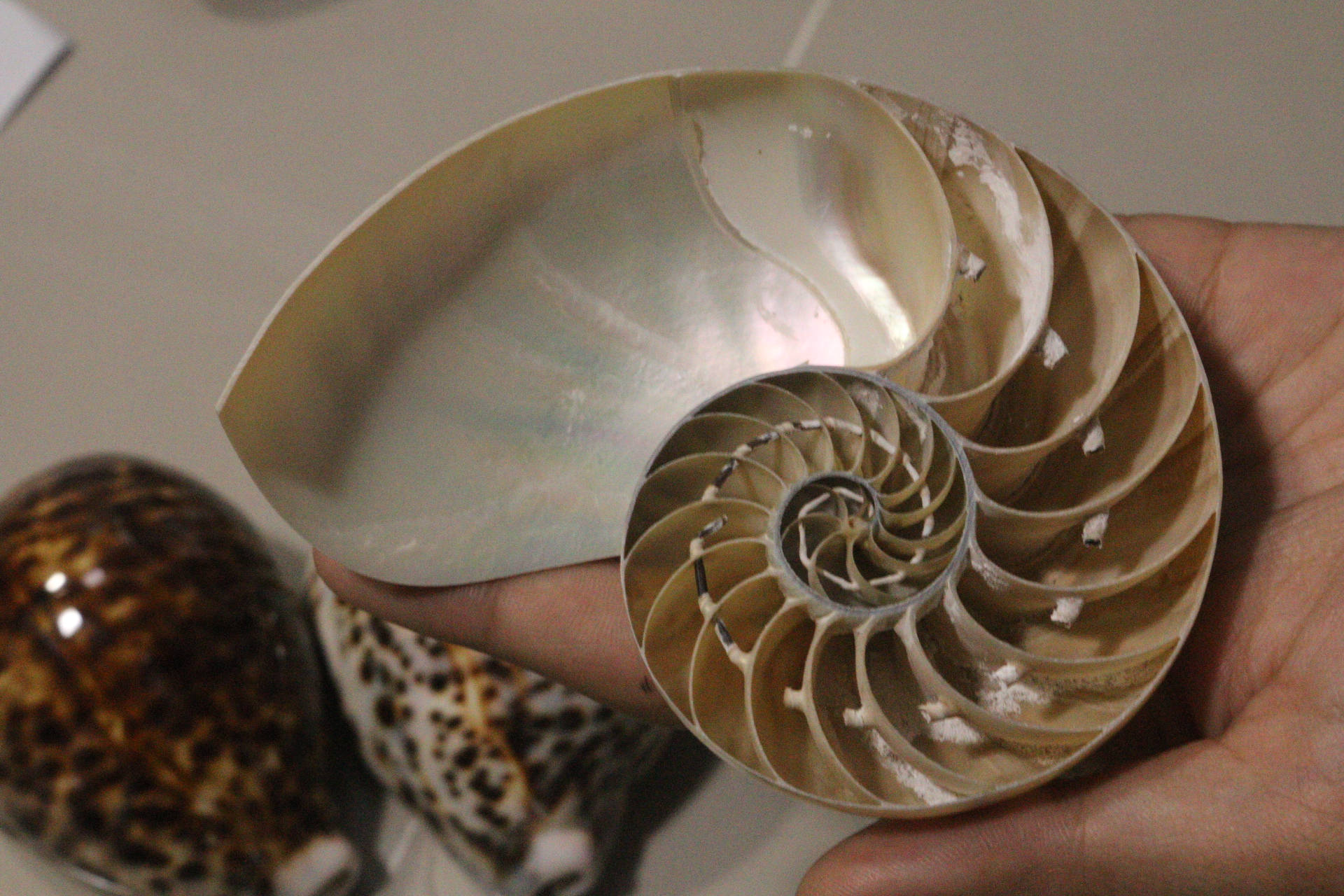 ขายเปลือกหอยงวงช้าง นอติลุสแบบผ่าซีก Nautilus Pompilus หอยหายาก NP004
