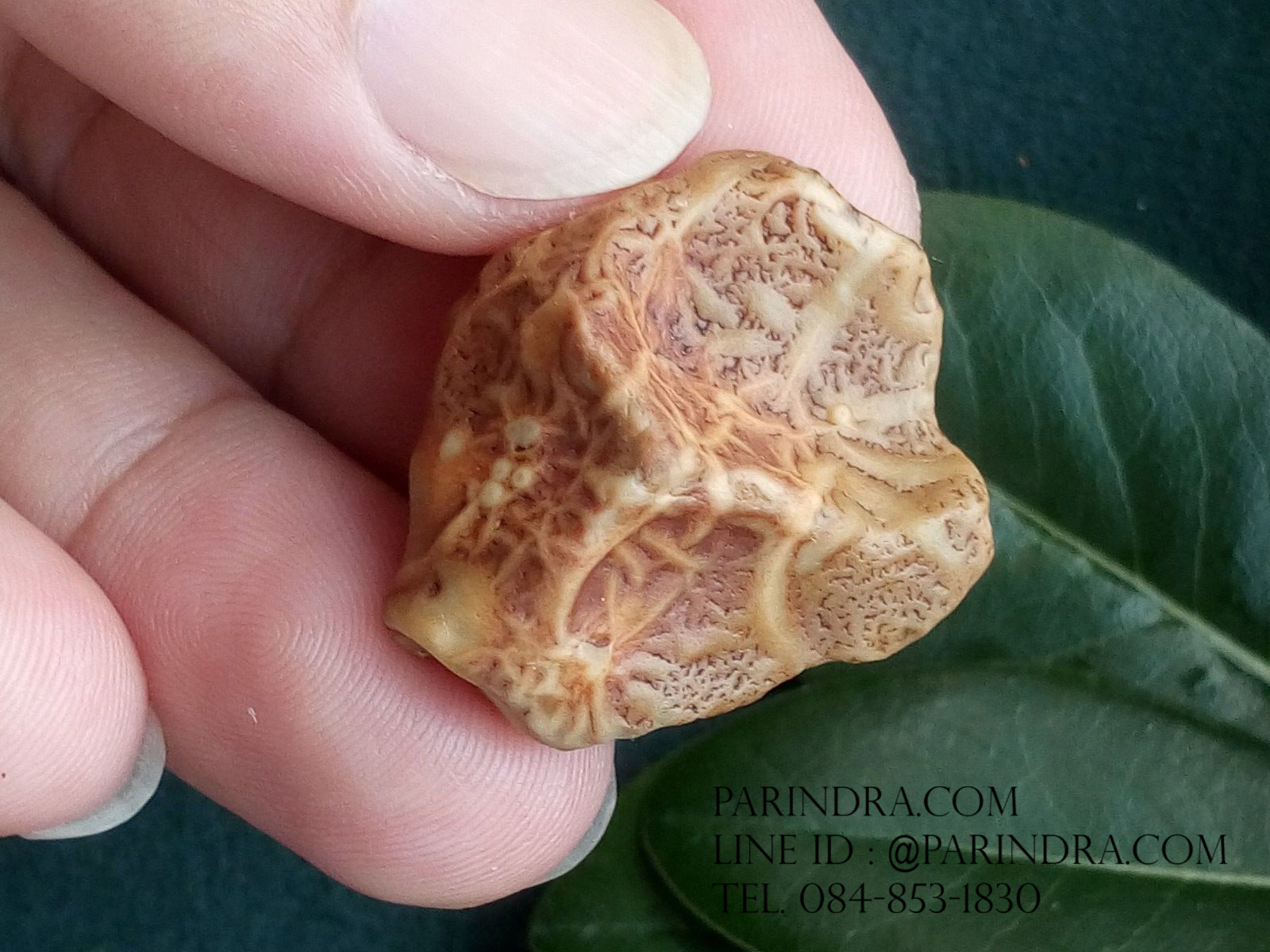 หินรูปทรงประหลาดจากทะเลทรายโกบี GOBI Fish Roe Stone #GOBI008