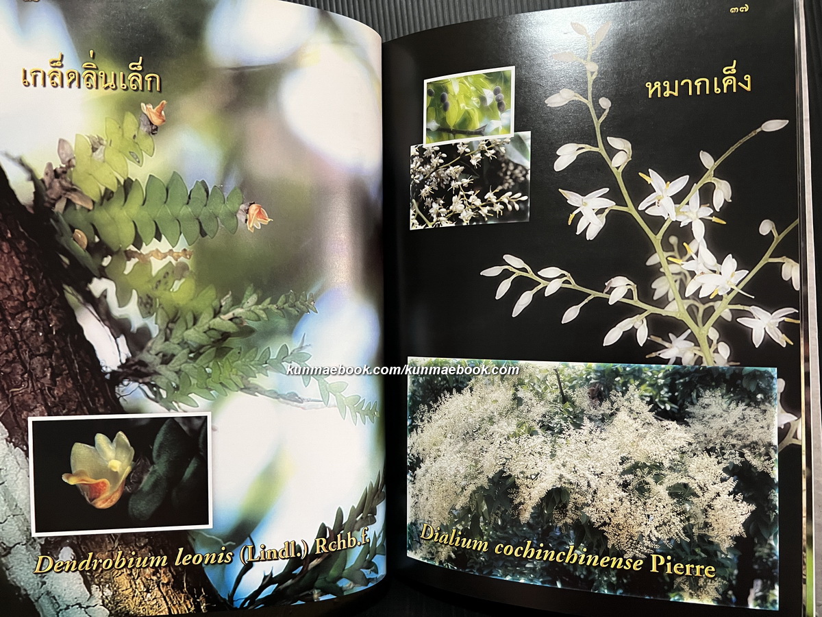 ไม้ยาที่ผาแต้ม โดย สำนักงานคณะกรรมการวิจัยแห่งชาติ