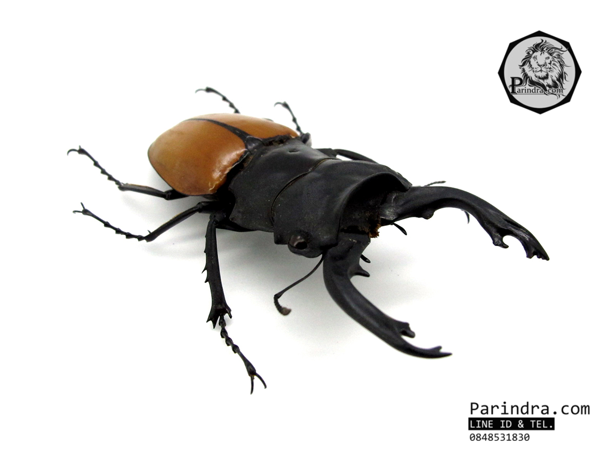 ซากด้วงคีมกว่างเหลืองซางกาญจนบุรี (Odontolabis mouhotii elegans) ขนาด 75 mm. จากภาคตะวันตกของประเทศไทย