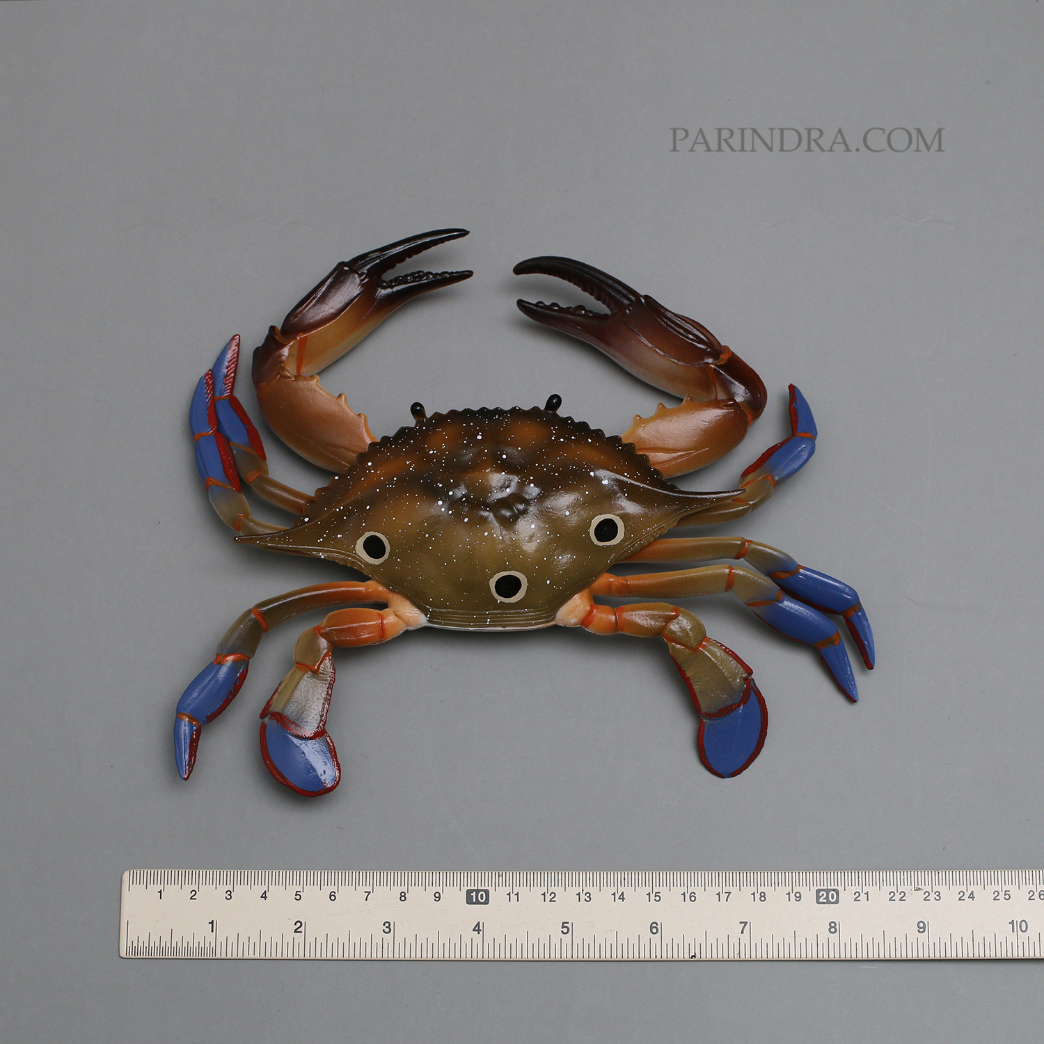 โมเดลจำลอง ปูม้าเพศผู้ ปูดาว สวยงาม เหมือนจริงมากๆ