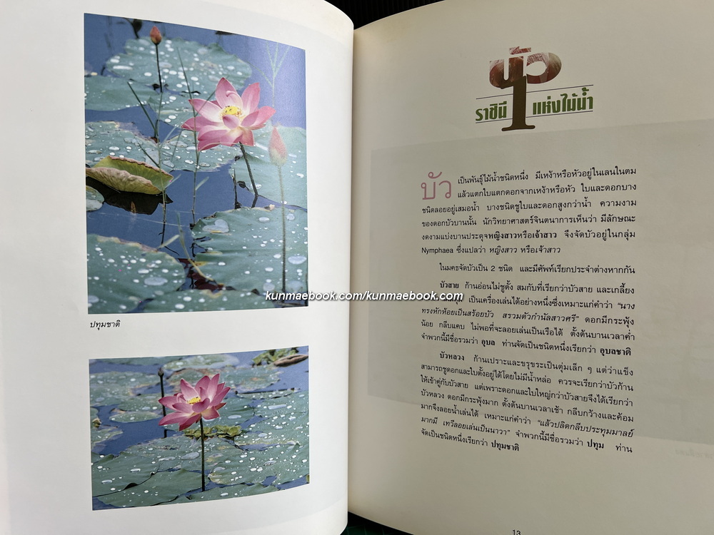 บัวราชินีแห่งไม้น้ำ : เรื่องและภาพโดยคุณหญิงคณิตา เลขะกุล