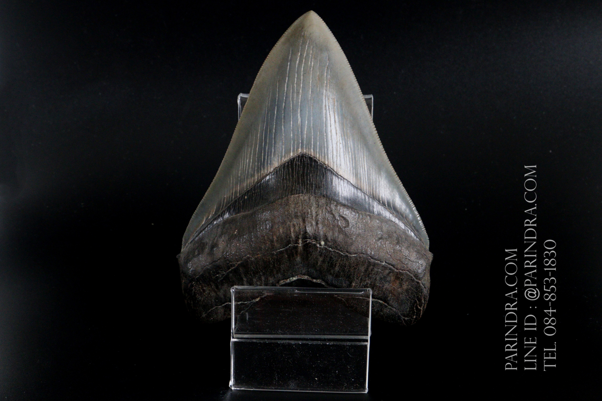 ฟันฉลามยักษ์เมกาโลดอน Megalodon 4.9" เกรด A ระดับโชว์ในพิพิธภัณฑ์ #MGT007