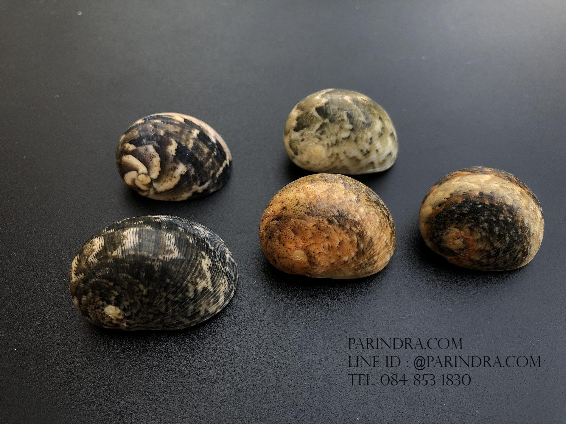 เซ็ตเปลือกหอยน้ำพริก หอยนกหวีด Nerita sp. เป่ามีเสียง สีสวย Set 4