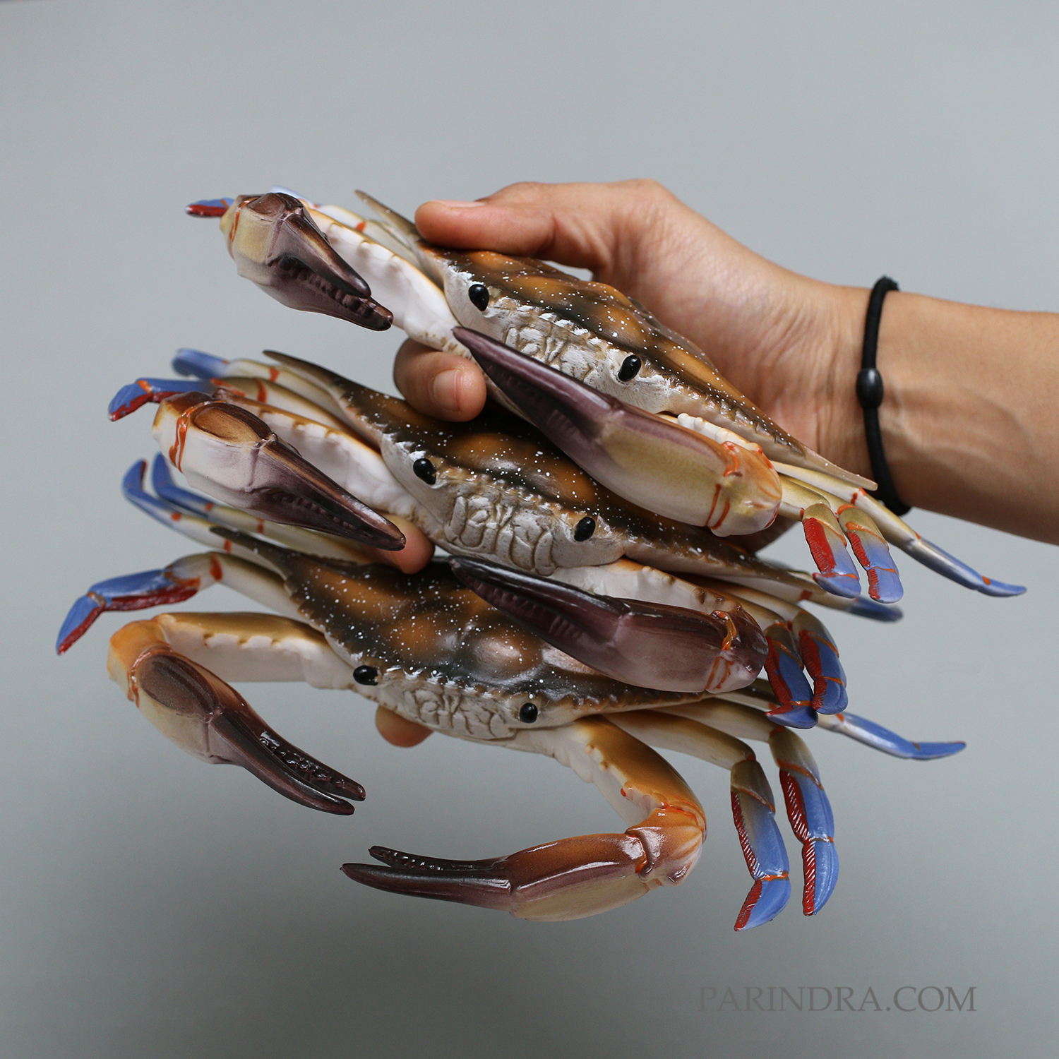 โมเดลจำลอง ปูม้าเพศผู้ ปูดาว สวยงาม เหมือนจริงมากๆ