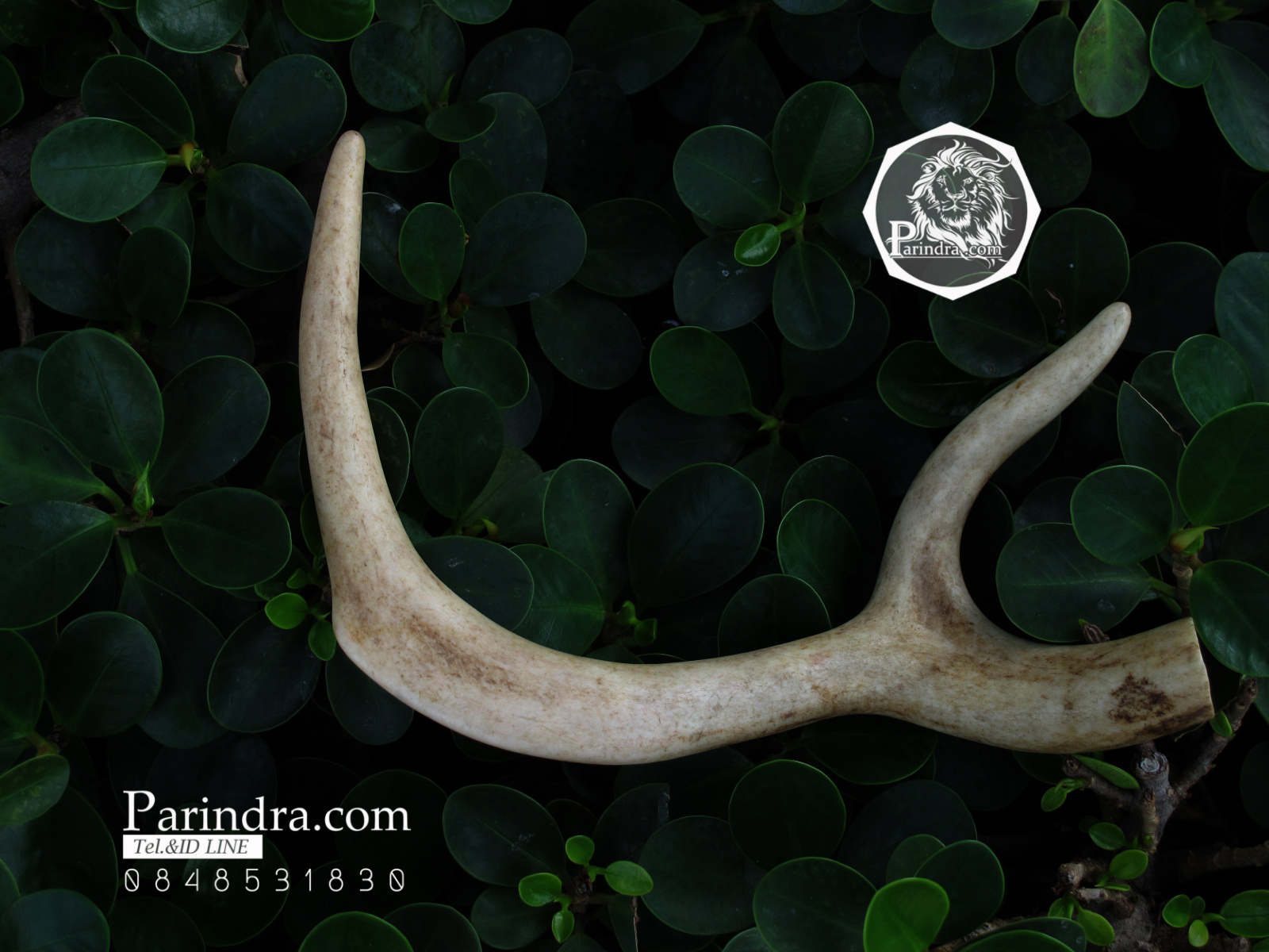 เขากวาง โค้งเว้าได้สัดส่วน หายากสภาพสมบูรณ์ ขนาด 8 นิ้ว